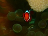 20110310-hamakuma2.jpg