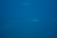 20120214-15.jpg
