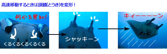 石垣島のマンタの頭鰭の変化