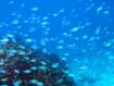 秋〜冬にかけての石垣島！！夏とはどう違う？！☆2025/10/21