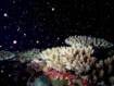 奇跡の瞬間！！大海原に舞う無数の命の星☆2026/05/29